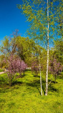 çiçekler meyve ağaçları çiçeklenme vardır