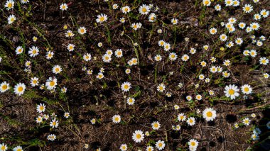 taze papatya çiçekleri ile çayır yakın, kopya alanı