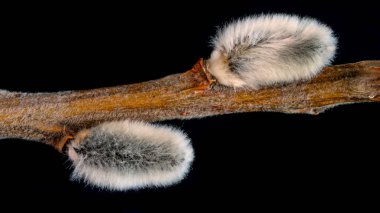 söğüt dalı yakın, kopya alanı