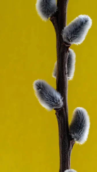 Close Van Willow Branch Kopieer Ruimte — Stockfoto