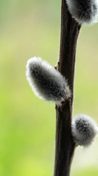 Close Van Willow Branch Kopieer Ruimte — Stockfoto