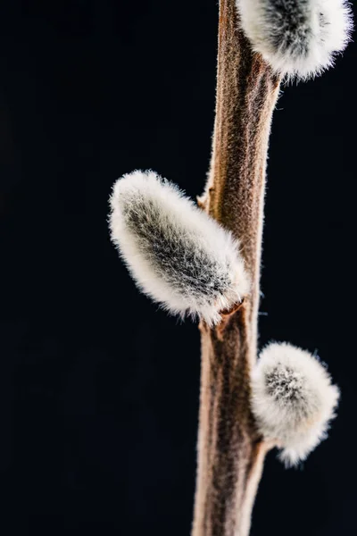 Close Van Willow Branch Kopieer Ruimte — Stockfoto