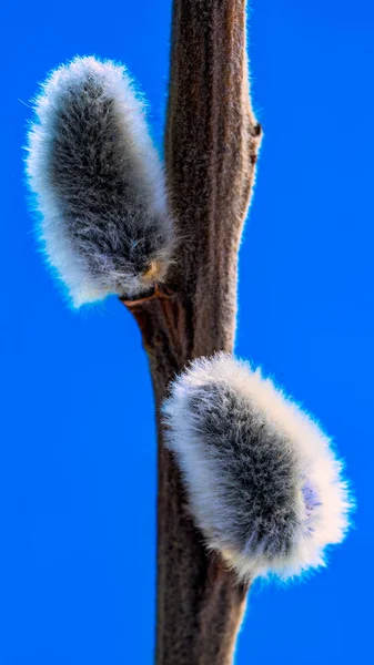 Close Van Willow Branch Kopieer Ruimte — Stockfoto