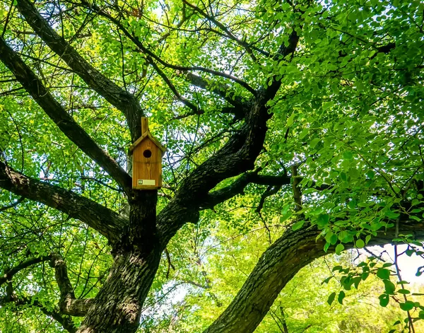 Närbild Fågelholk Hängande Träd — Stockfoto