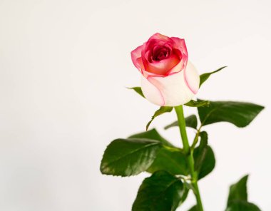 taze gül çiçeği yakın, kopya alanı