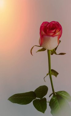 taze gül çiçeği yakın, kopya alanı