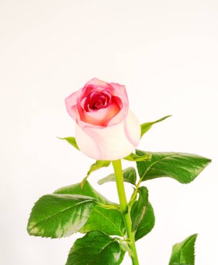 taze gül çiçeği yakın, kopya alanı