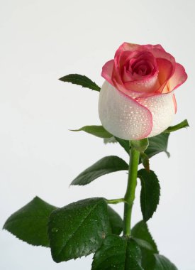 taze gül çiçeği yakın, kopya alanı