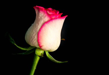 taze gül çiçeği yakın, kopya alanı