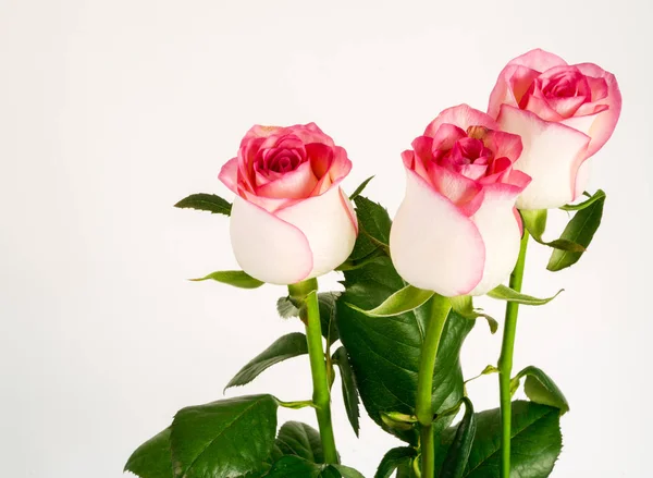 Κοντά Φρέσκα Άνθη Τριαντάφυλλο Αντίγραφο Χώρου — Φωτογραφία Αρχείου