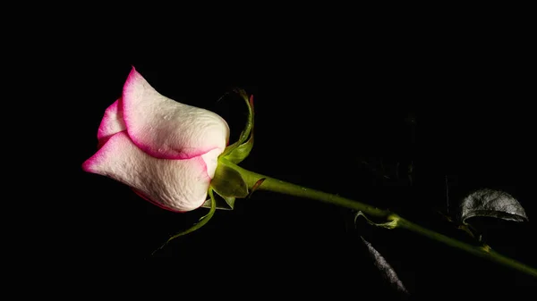 Κοντά Στο Φρέσκο Τριαντάφυλλο Λουλούδι Αντίγραφο Χώρου — Φωτογραφία Αρχείου