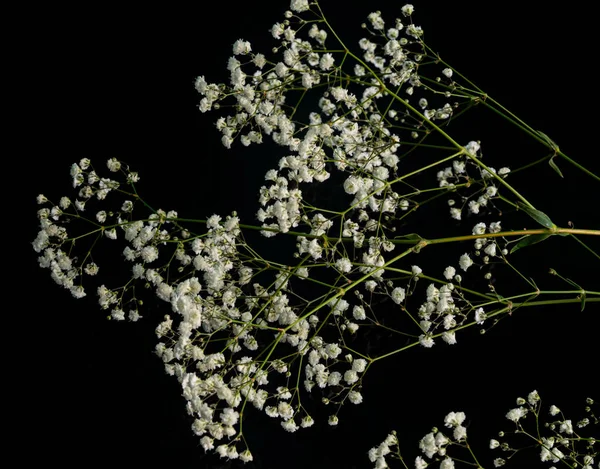 close up of white flowers on black background