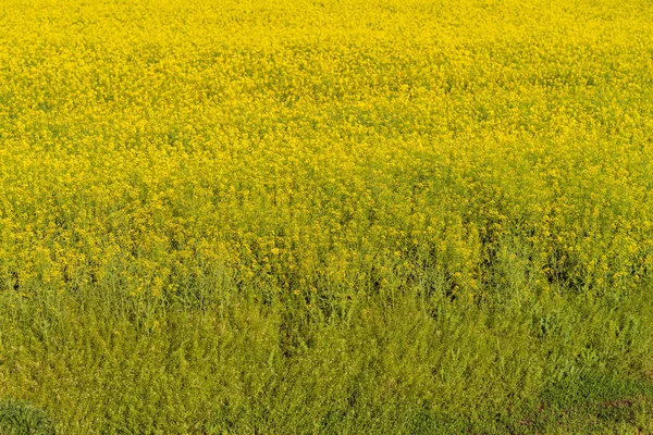 Vista Del Campo Agrícola Con Flores Amarillas Durante Día —  Fotos de Stock
