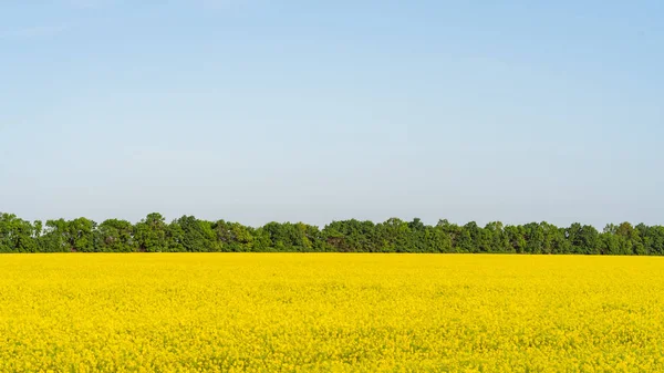 Vista Del Campo Agrícola Con Flores Amarillas Durante Día —  Fotos de Stock