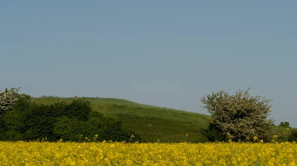 Vista Del Campo Agrícola Con Flores Amarillas Durante Día —  Fotos de Stock