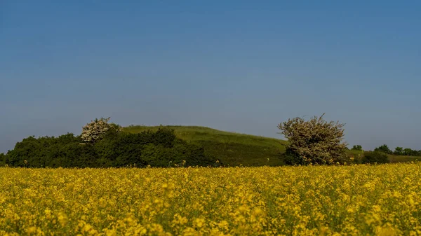 Vista Del Campo Agrícola Con Flores Amarillas Durante Día —  Fotos de Stock