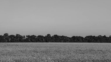 gündüz ile tarım alanı nın görünümü 