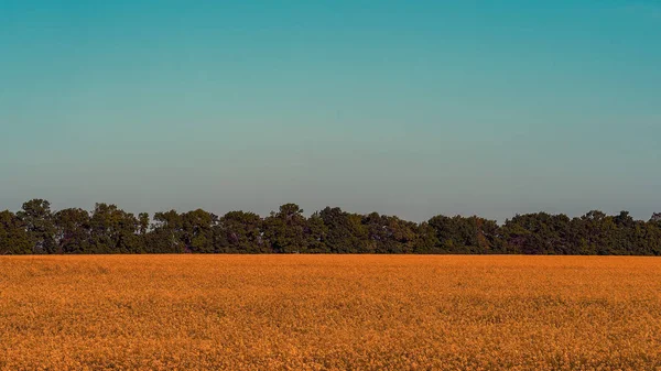 Zicht Landbouw Veld Met Gele Bloemen Overdag — Stockfoto