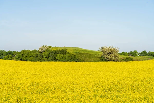 Vista Del Campo Agrícola Con Flores Amarillas Durante Día —  Fotos de Stock