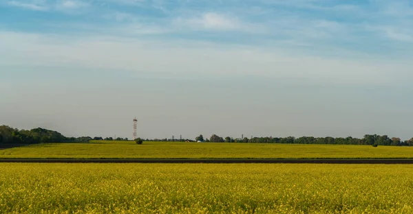 Vista Del Campo Agrícola Con Flores Amarillas Durante Día —  Fotos de Stock