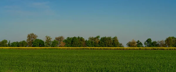 Vista Del Campo Agrícola Con Flores Amarillas Durante Día —  Fotos de Stock