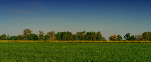 Vista Del Campo Agricolo Con Fiori Gialli Durante Giorno — Foto Stock