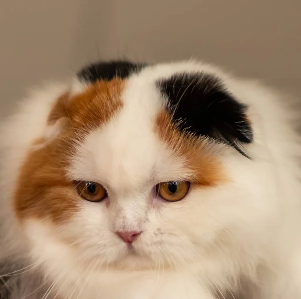 집에서 귀여운 고양이의 초상화 — 스톡 사진