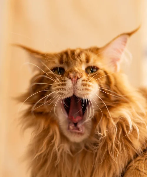 Retrato Gato Bonito Casa Espaço Cópia — Fotografia de Stock