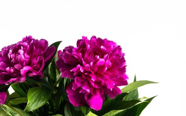 taze şakayık çiçek buketi yakın 