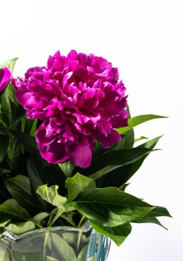 taze şakayık çiçek buketi yakın 