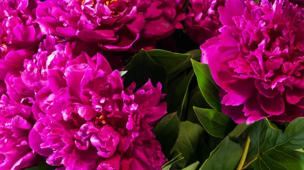 close up of fresh peony flowers bouquet