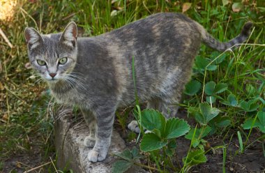 Evcil kedi dışarıda yerde oturuyor.                               