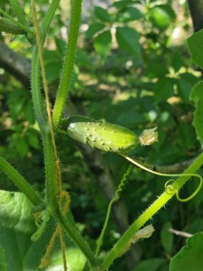 Eski ağaç kabuğunun dokusu. Tasarım için soyut arkaplan ve doku.