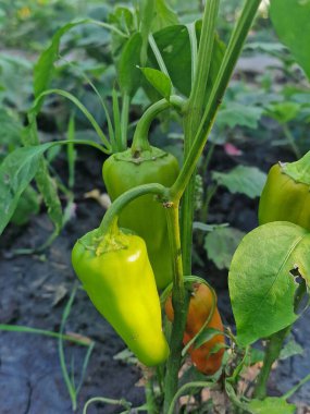 bahçede yetişen yeşil biber