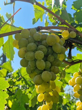 Bir çiftlikteki sebze bahçesinde üzüm yetişir.