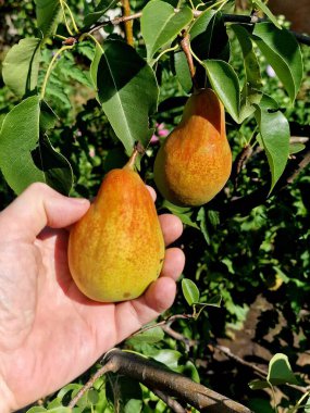 Meyve bahçesindeki ağaçta olgunlaşmış armutlar. yakın plan