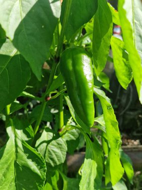 Olgun yeşil domatesler ağaçta