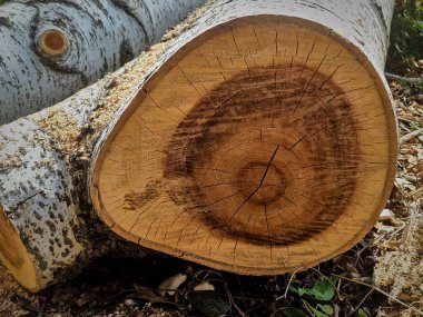 Ormandaki ağaç kütüğü. Ormandaki kütük kesiği..