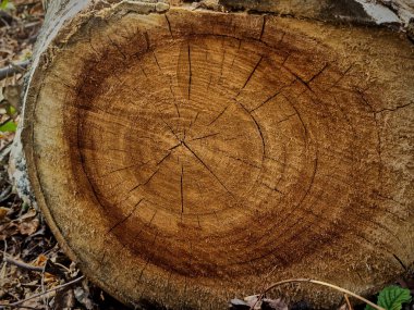 Bir ağaç gövdesini kesmeye yakın.