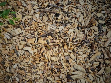 Kuru çam ağacı yığını