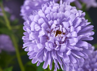 Siyah arkaplanda mor bir aster çiçeği, yakın plan makro fotoğraf.                               