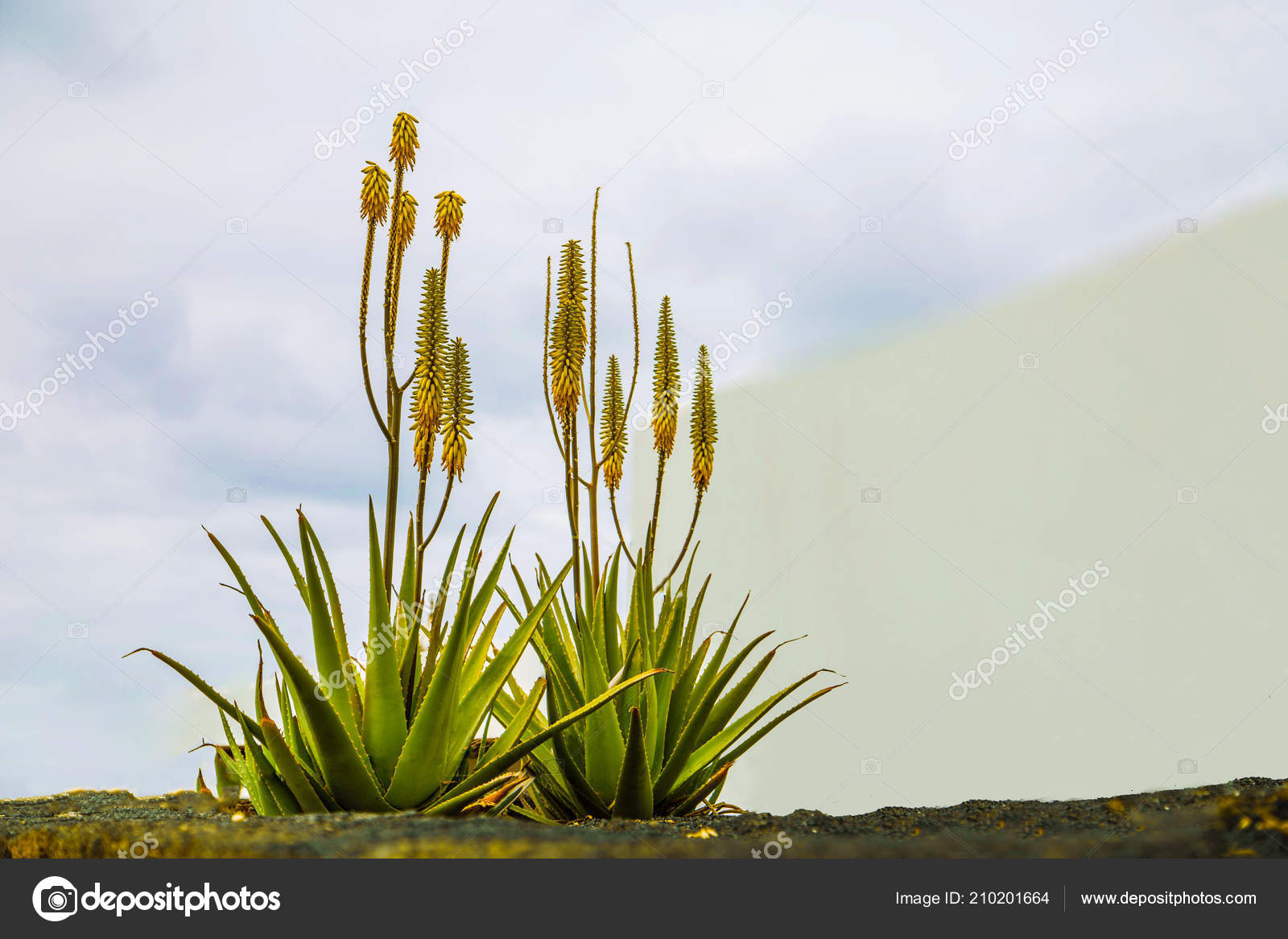 Aloe Vera Blooming Earth Background Blue Sky Flower Blue Sky Stock Photo C Elenmarlen 210201664