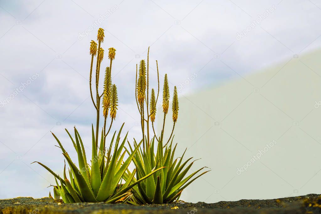 aloe vera blooming on the earth on the background of the blue sky, flower against the blue sky on Lanzarote, Spain