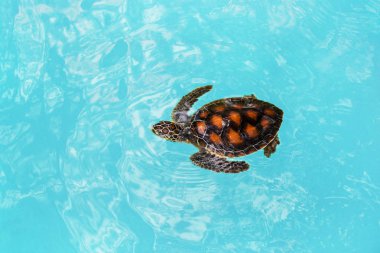 bir genç kaplumbağa Tanzanya kaplumbağa çiftliğinde mavi suda yüzüyor 