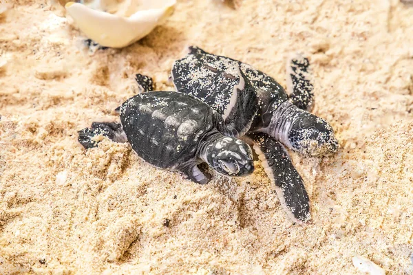 two newborn turtles in the sand with the eggshell of them