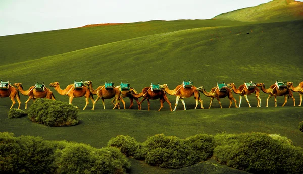 Caravane Chameaux Venant Sur Les Collines Verdoyantes — Photo