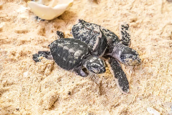 Two Newborn Turtles Sand Eggshell Them — Stock Photo, Image