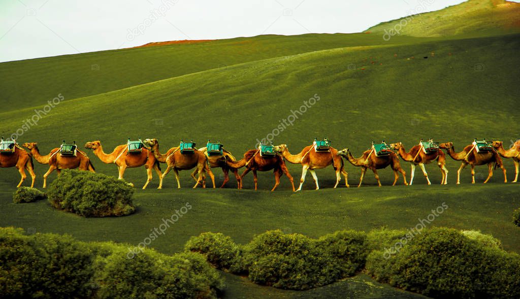 caravan of camels coming on the green hills