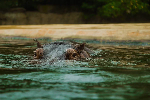 Nijlpaard Het Water Een Dierentuin Zomerdag — Stockfoto