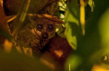 Loris yaban hayatı ağacında üzerinde aile siiting. havaya ateş kapatın 